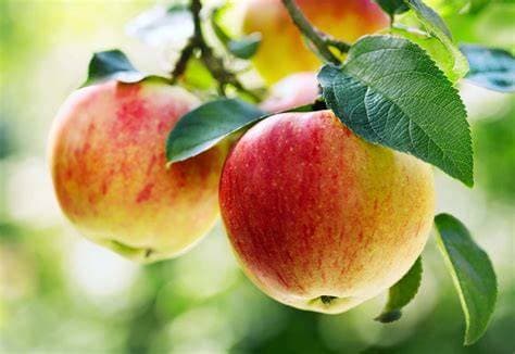 Apple wholesale fruits from IBZ World Imports LTD