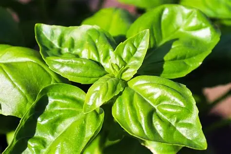 Basil wholesale herbs from IBZ World Imports LTD