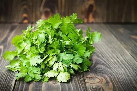 Corriander wholesale herbs from IBZ World Imports LTD