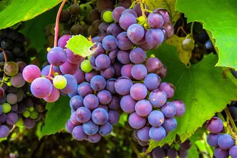 Grape wholesale fruits from IBZ World Imports LTD