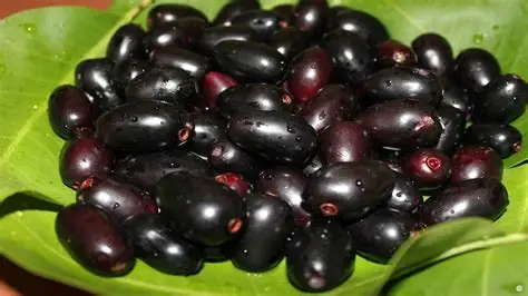 Jamun wholesale fruits from IBZ World Imports LTD
