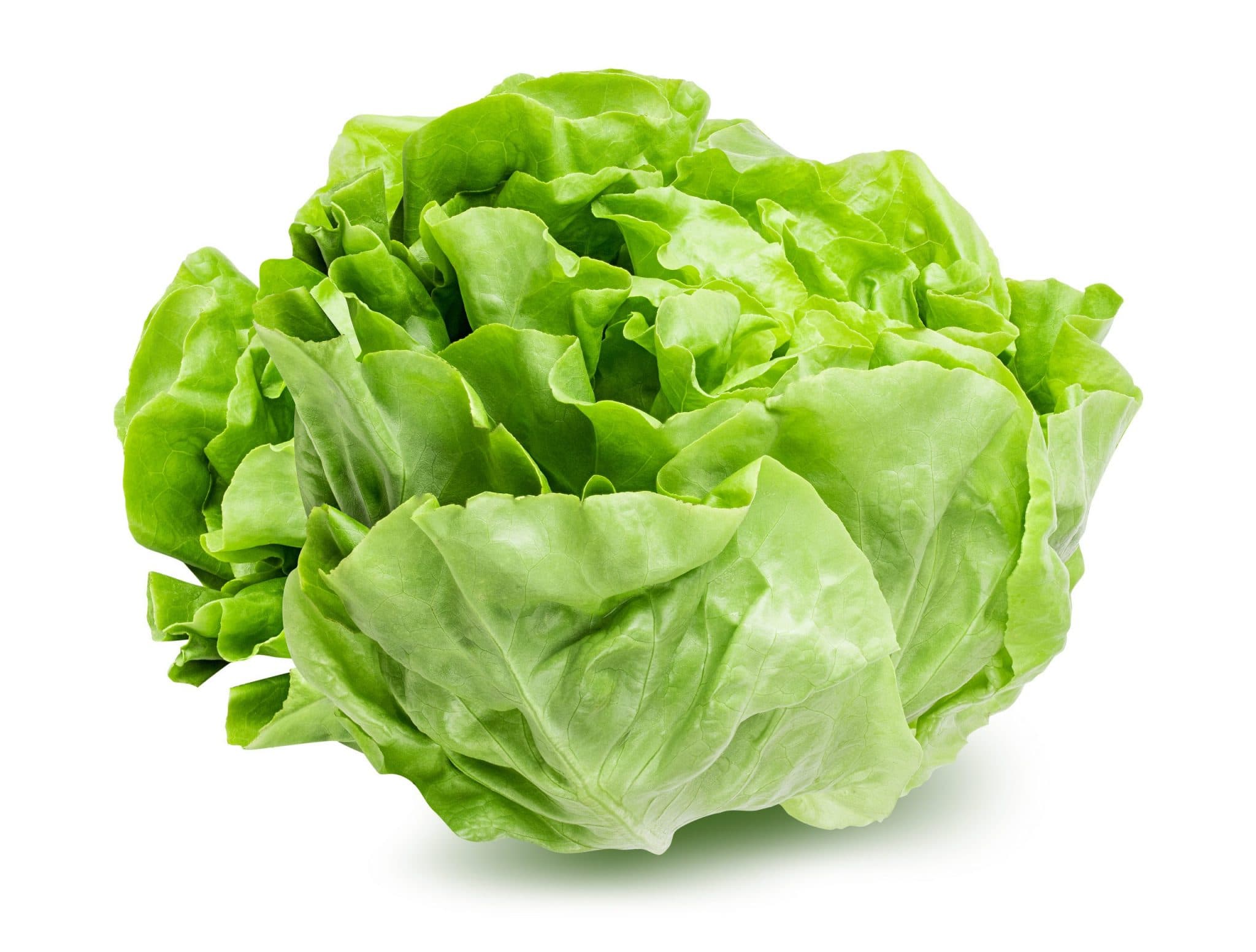 Lettuce wholesale vegetables from IBZ World Imports LTD