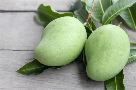 Raw Mango wholesale vegetables