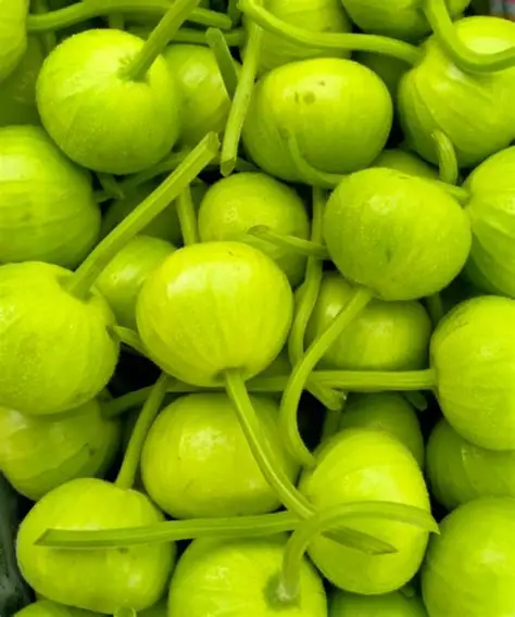 Round Dudi wholesale vegetables from IBZ World Imports LTD
