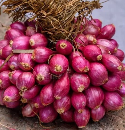 Shallot Onion wholesale vegetables
