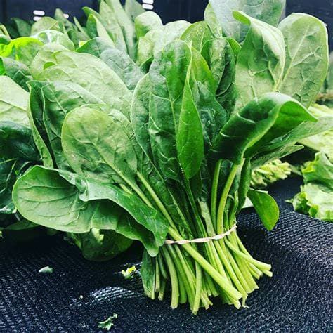 Spinach wholesale herbs from IBZ World Imports LTD